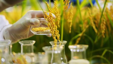 Challenges in Basmati rice inspection