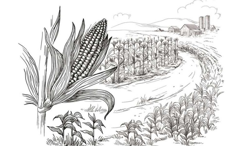 Global maize market risks