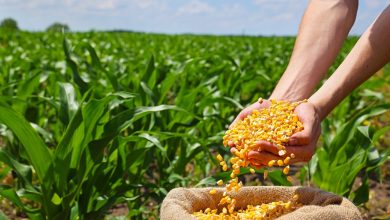 Impact of subsidies on grain prices
