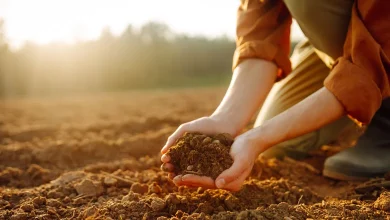 Iran’s Fertilizer Industry Has Only Two Months of Supply Resilience Left