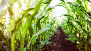 Grain Processing Plants Become Frontline Defenders of Food Security