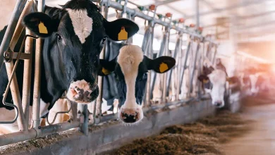 Feed Supply Crisis Warning as Government Debt Strains Private Sector