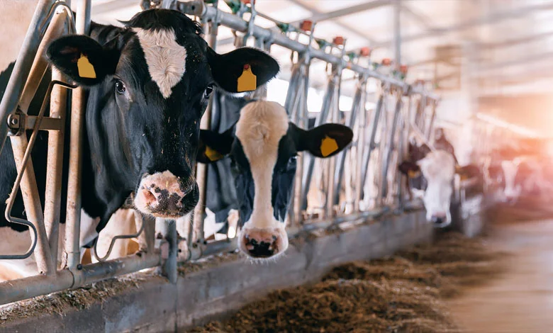 Feed Supply Crisis Warning as Government Debt Strains Private Sector