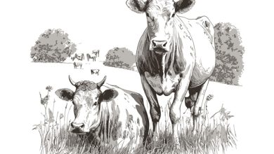 خوراک دام و طیور