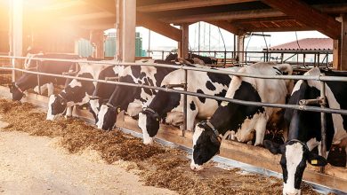 صنعت دامپروری ایران