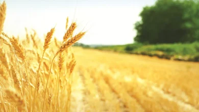آخرین آمار خرید گندم تضمینی در خوزستان؛ 112 مرکز فعال در استان