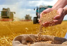 تخلیه غلات وارداتی در بندر و تأمین کالاهای اساسی