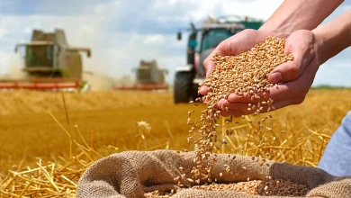 تخلیه غلات وارداتی در بندر و تأمین کالاهای اساسی